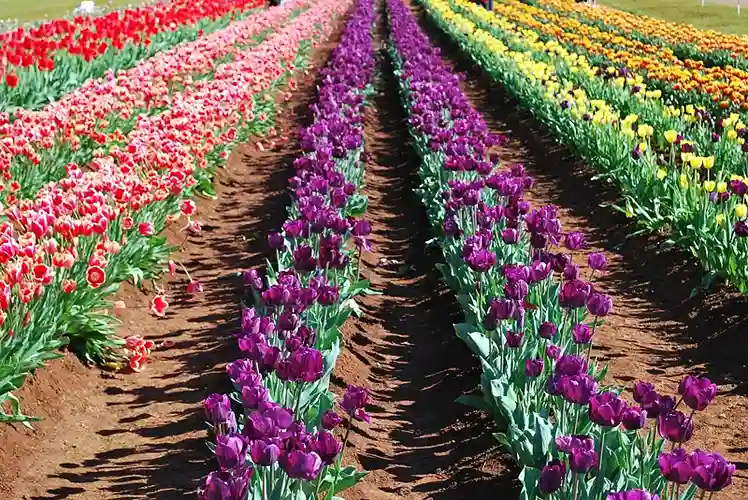 Varieties of Plant Species
flora of turkey