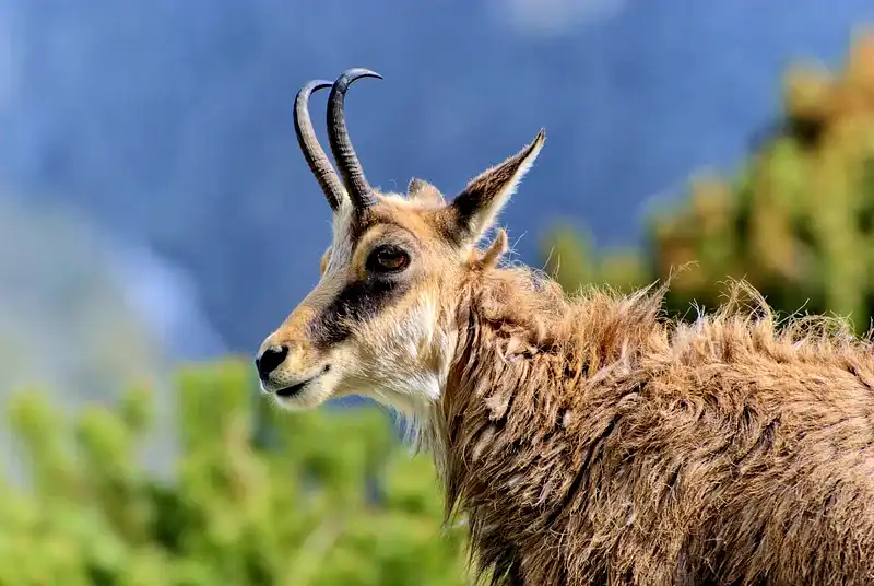 Highlands
chamois