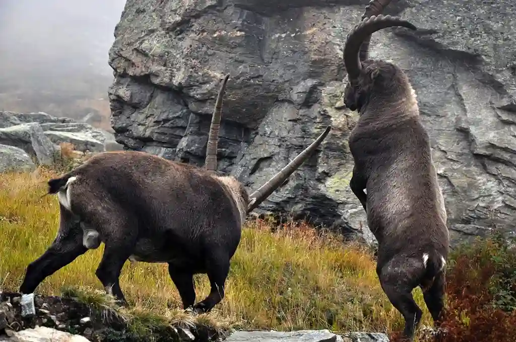 Treeless Mountain Slopes
ibex