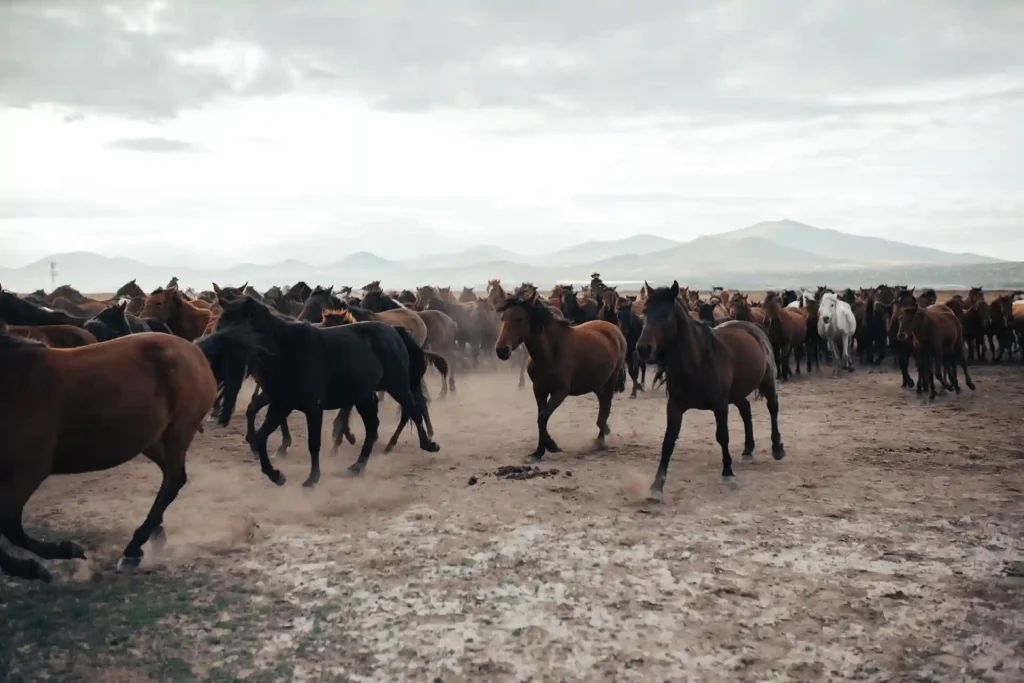 Steppes
wild horses