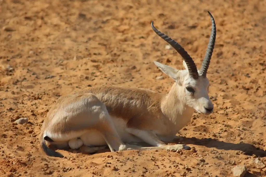 Driest Southeastern Region
sand gazelle