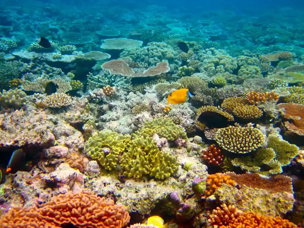 The Great Barrier Reef, Australia